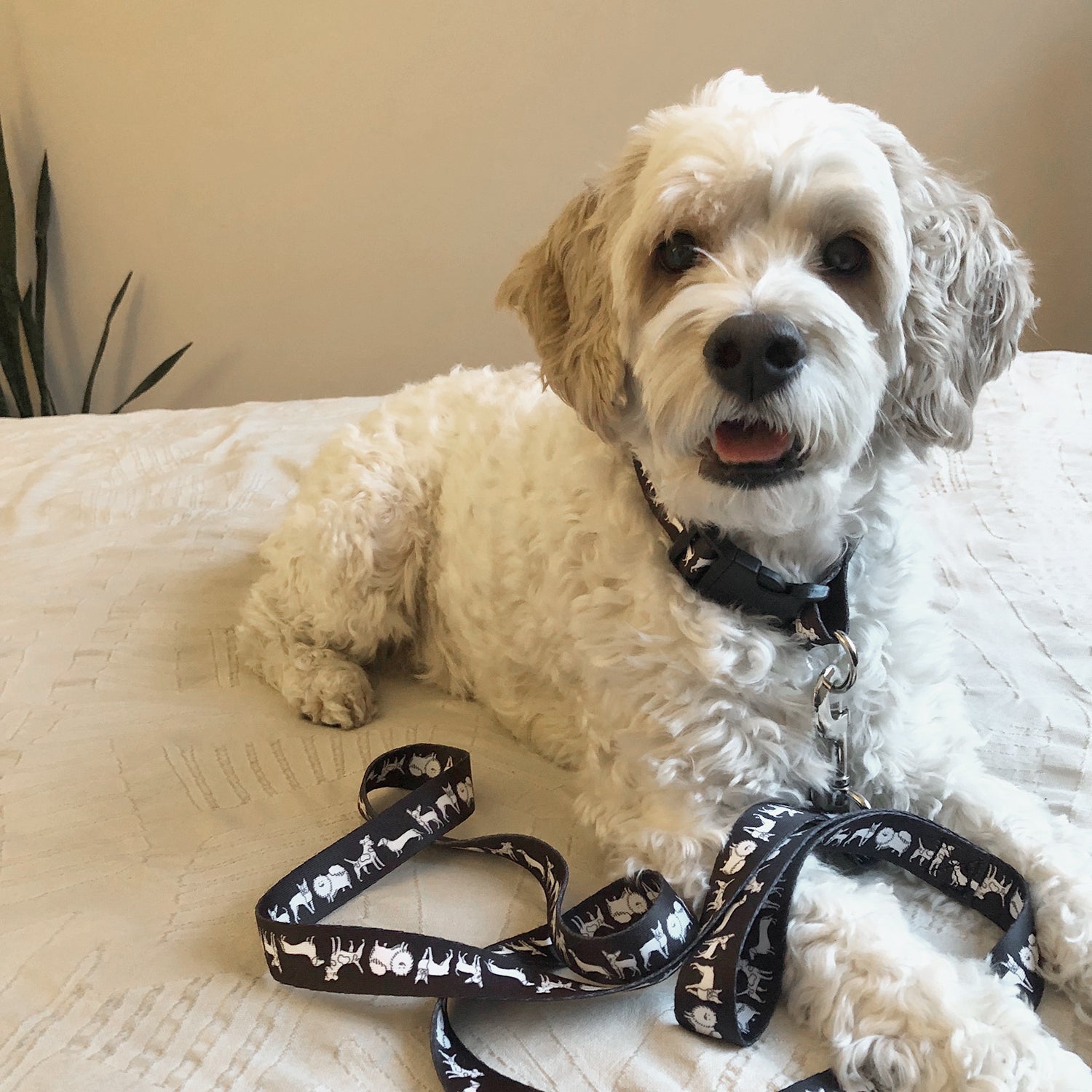 white dog sitting down wearing black dog leash with mixed dog pattern