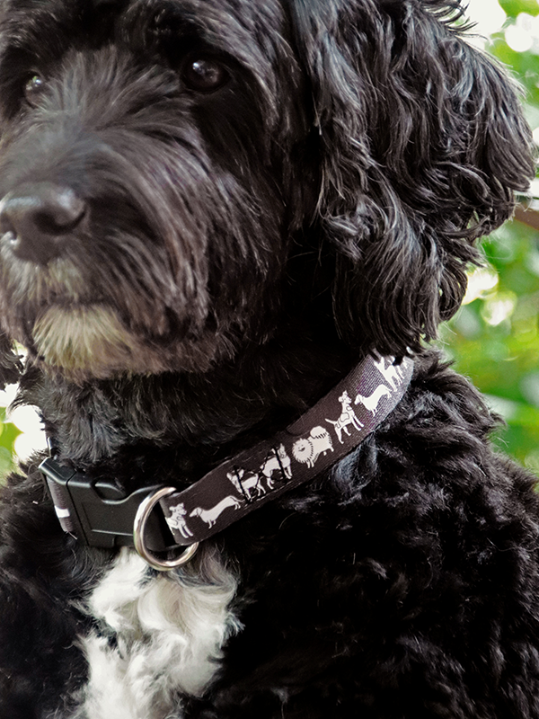 black dog close up wearing black dog collar with mixed dog illustration in white